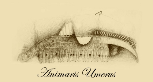AnimarisUmerus